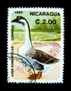 A stamp printed in Nicaragua shows an image of Aves Domesticas Correos goose.